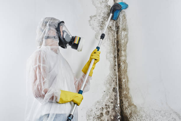 Crawl Space Mold Removal in Fort Branch, IN