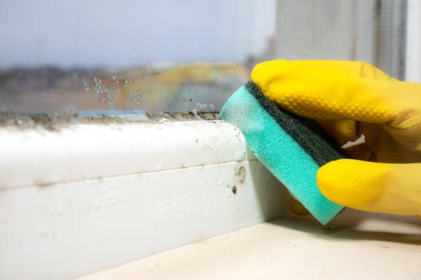 Professional Mold Removal in Fort Branch, IN