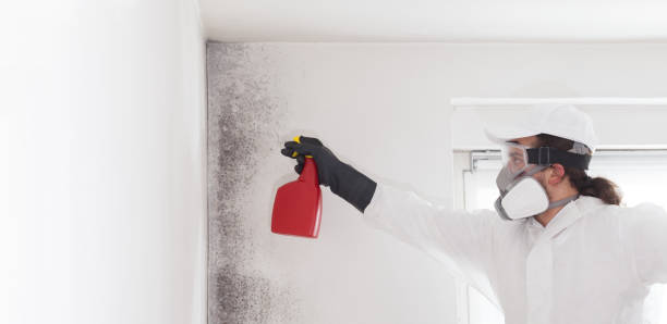 Best Certified Mold Removal  in Fort Branch, IN