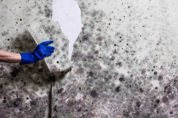Best Local Mold Removal Service  in Fort Branch, IN