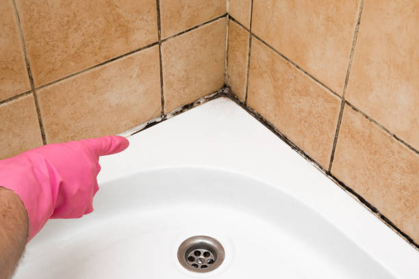 Best Best Mold Removal Companies  in Fort Branch, IN